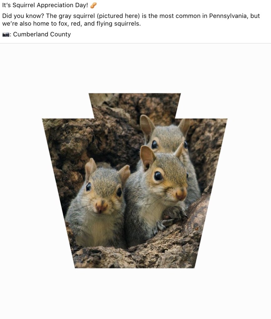 Squirrel family inside of a keystone for squirrel appreciation day.